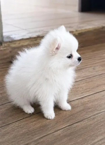 Super oferta! Machinhos Spitz Alemão Anão