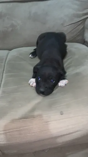 American bully