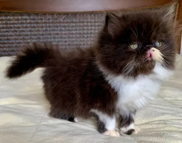 Top Show Persas Femea Filhote Bicolor ,Extremadissima Pelos Longos C/52 Dias Super Linda.