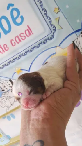 Cachorro