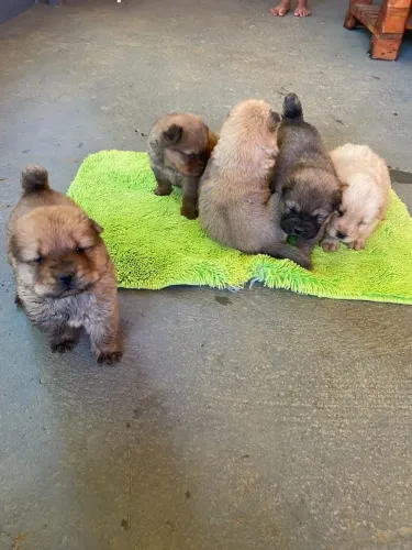Vendo cachorros chow chow 