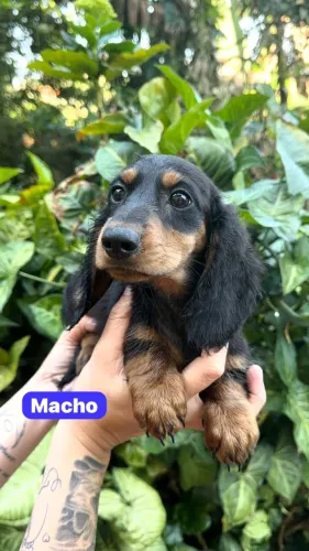 Teckel Pelo Longo Muito Fofo