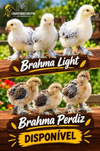 Pintinhos de Brahma light e Brahma perdiz