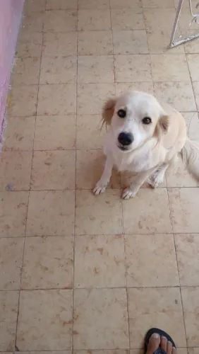 Doação responsável,cachorra dócil 2 anos Docinho o nome dela