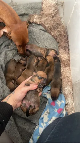 Filhotes basset disponível femea e macho