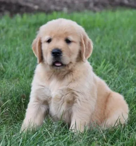 Golden Retriever Filhotes Padrão Líder.