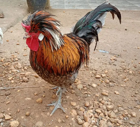 Galos polonês 