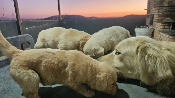 Filhote de Golden Retriever