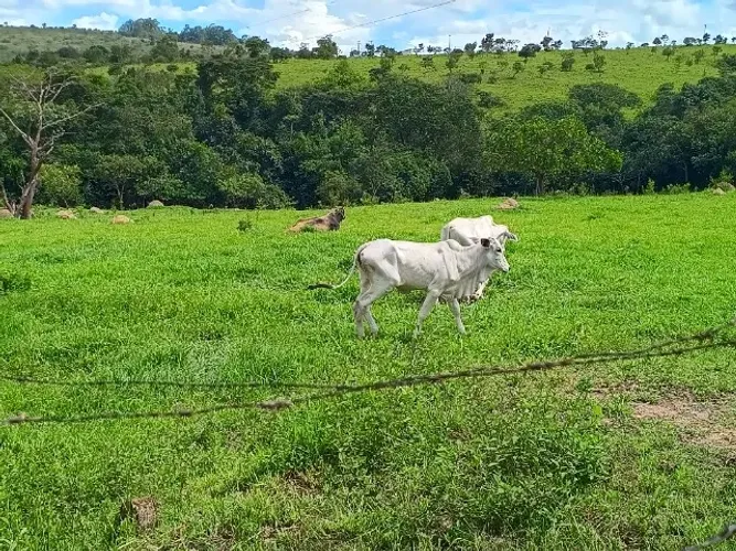 Vaga de caseiro para chacara no girassol