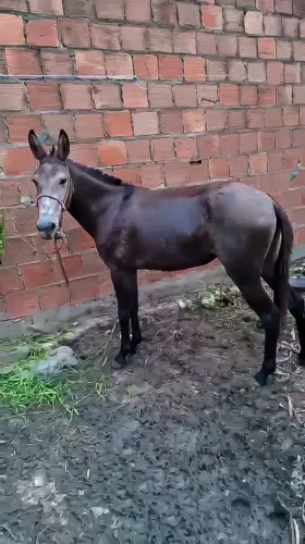 Burra mansa boa de sela