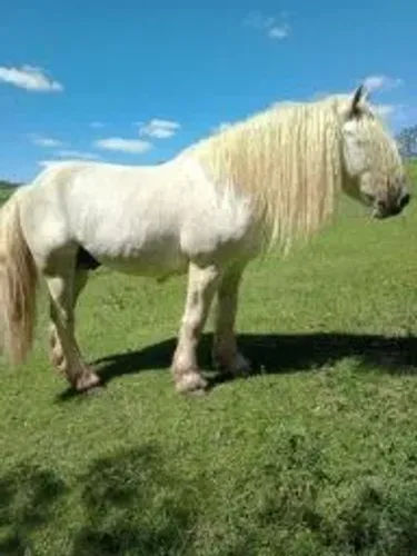 CAVALO PERCHERON