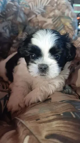 Shih-tzu fêmea e macho mini branco e preto 