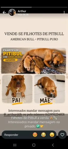 Filhotes de Pitbull disponíveis