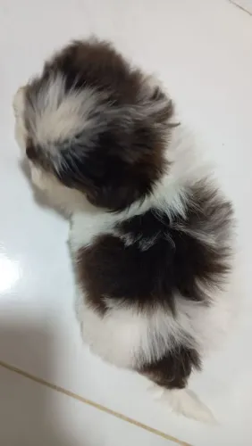 Filhote machinho de shytzu