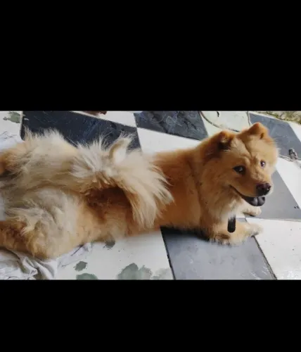 Chow Chow fêmea 
