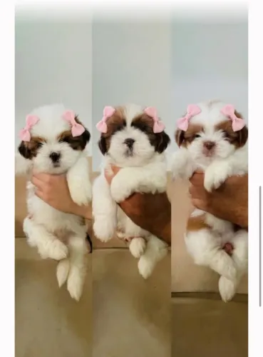 Shih tzu fêmeas