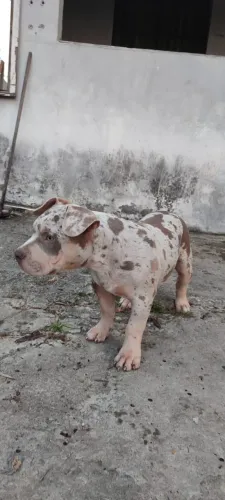 American Bully