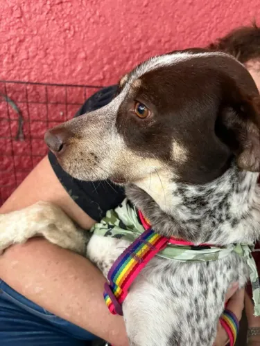Adoção cachorro de um ano, castrado, leia o texto