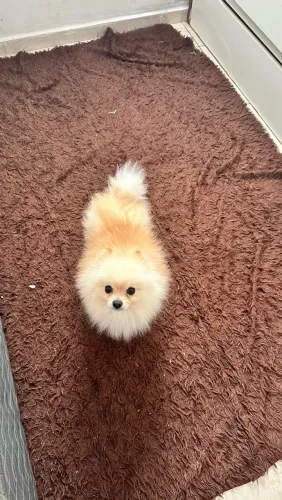 Spitz alemão