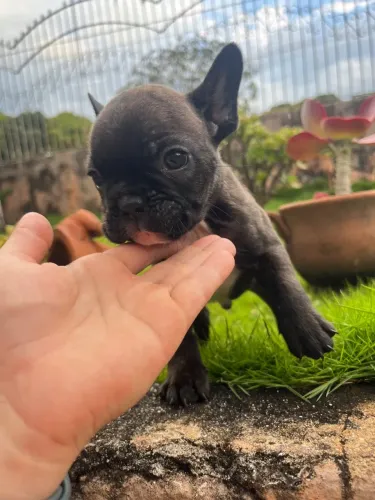 Bulldog francês filhotes