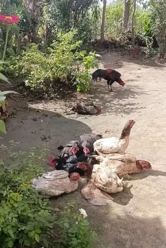 Galinhas de quintal