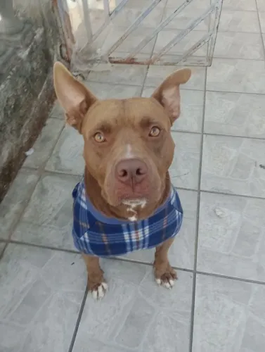 Doa se Pit Monster