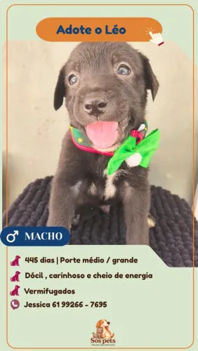 Adote