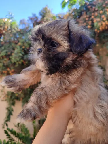 Lindo machinho Shitzu disponível