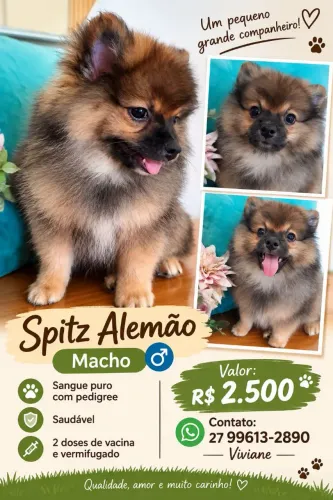 Sptiz alemão ( sangue puro com pedigree)