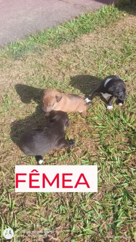 Cachorro filhote para Adotar raça vira amor é um ato de amar