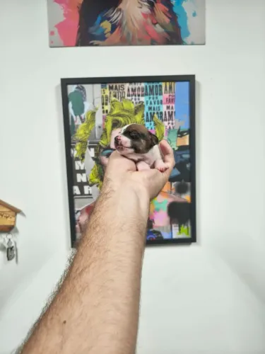Chihuahua fêmea pêlo curto