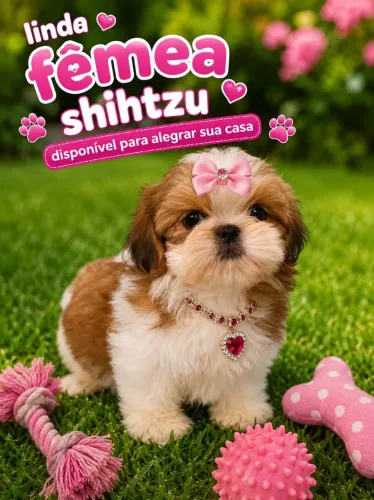 Shihtzu macho e fêmea 