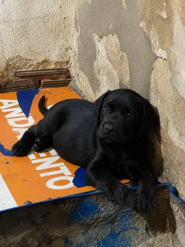 Filhote de cane corso com rottweiler