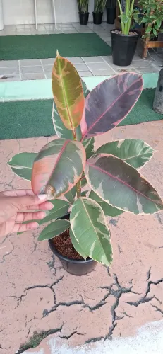 Planta ficus rubi