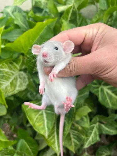 Ratos Twister filhotes Dumbo e Standard 
