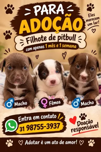 Doa-se filhotes Pitbull!