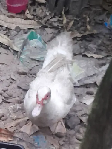 Vendo casal de pato