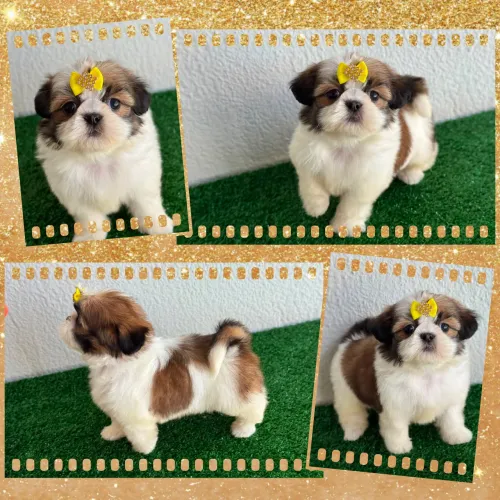 !!! Um show !!! Shihtzu fêmea e macho