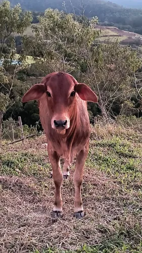 Novilha anelorada
