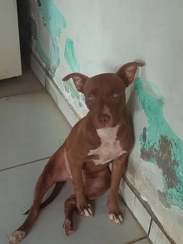Pitbull