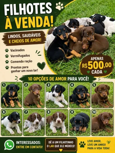 Vende-se cachorro doberman