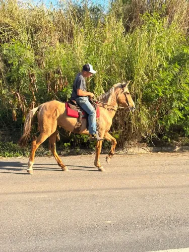 Égua marcha pura de picada