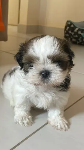 Doação filhote shih tzu
