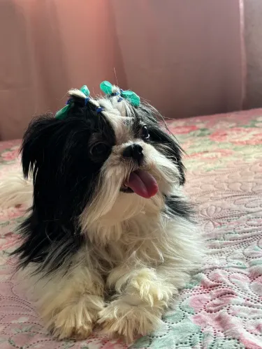Shih-tzu fêmea adulta