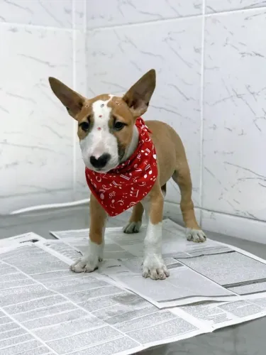 Bull Terrier de Excelente Linhagem - Forte, Leal e Cheio de Personalidade