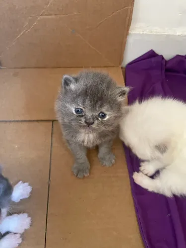 Gato persa para reserva