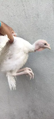 Peru frango