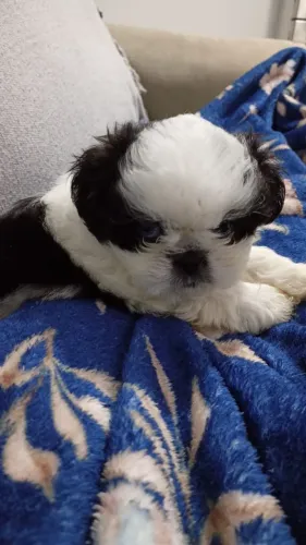 Vendo Shitzu Fêmea