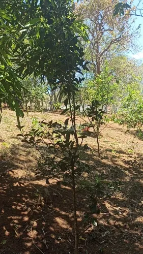 CHACARA A VENDA REGIÃO DO RIO VERMELHO DIVISA COM BONFINOPOLIS E LEOPOLDO DE BULHÕES Cháca