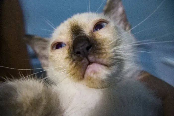GATOS FILHOTES PARA ADOÇÃO